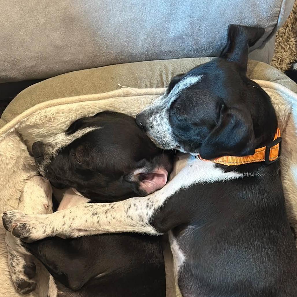 Enlarge Wiggles, a Adoptable Mixed Breed in West Olive, MI image 4/6
