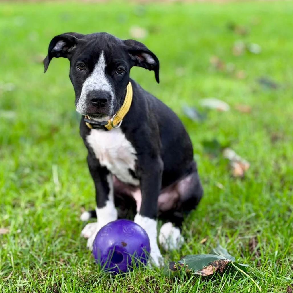 Enlarge Wiggles, a Adoptable Mixed Breed in West Olive, MI image 5/6