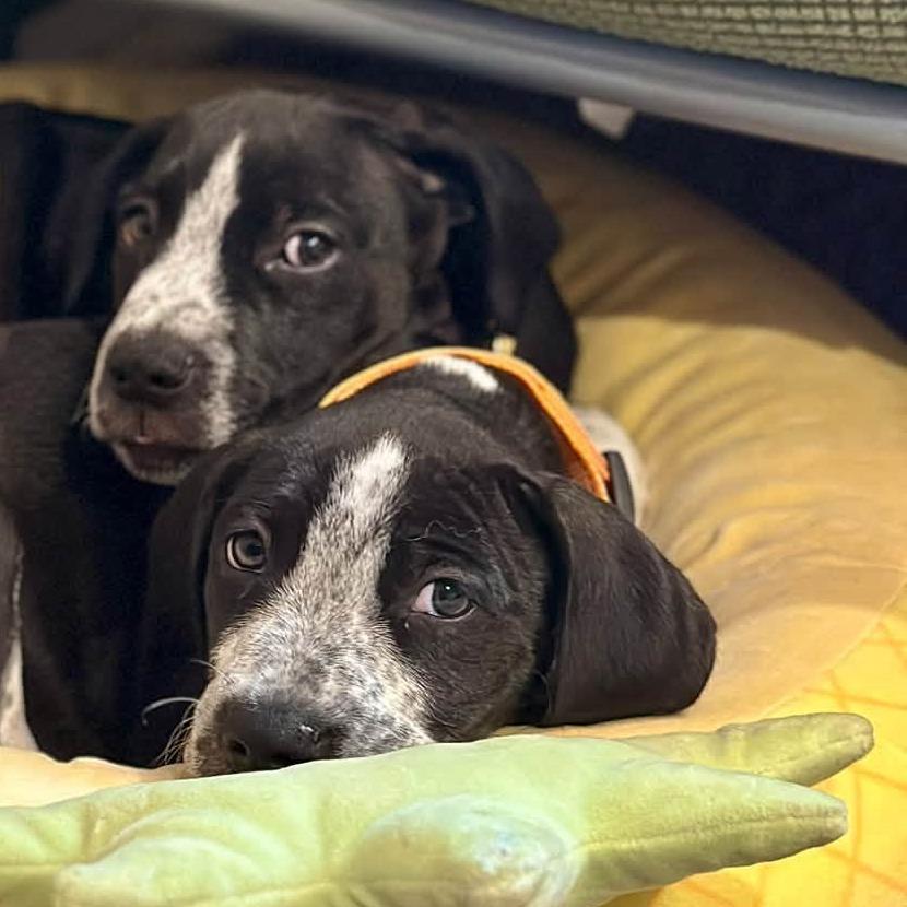 Enlarge Wiggles, a Adoptable Mixed Breed in West Olive, MI image 6/6