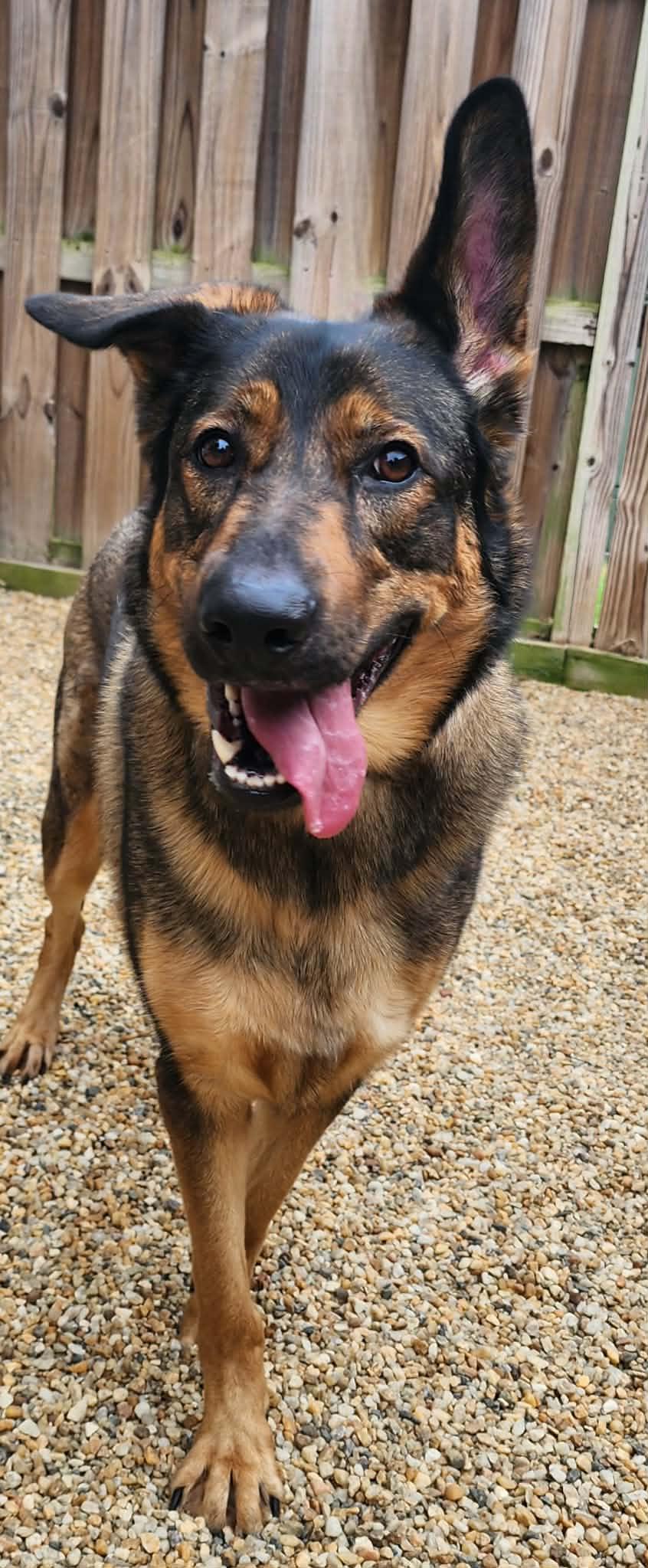 ZELDA, ADOPTABLE, Adult Female German Shepherd Dog.