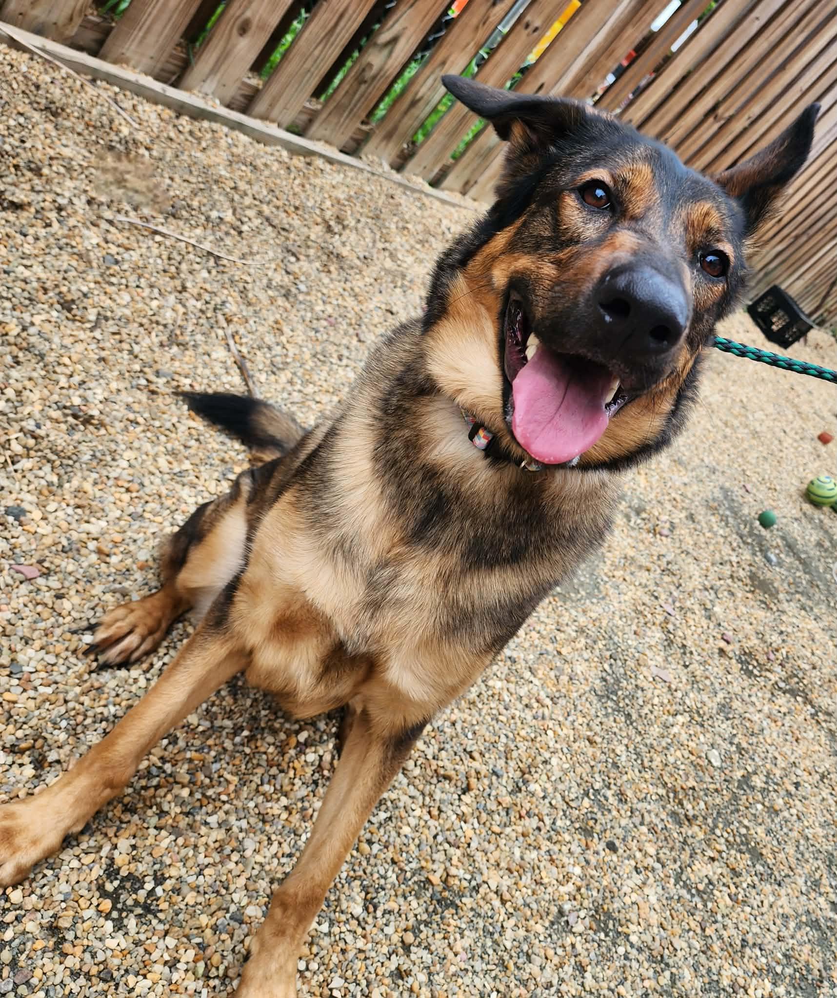Enlarge ZELDA, a ADOPTABLE mixed breed in Manassas, VA image 3/3