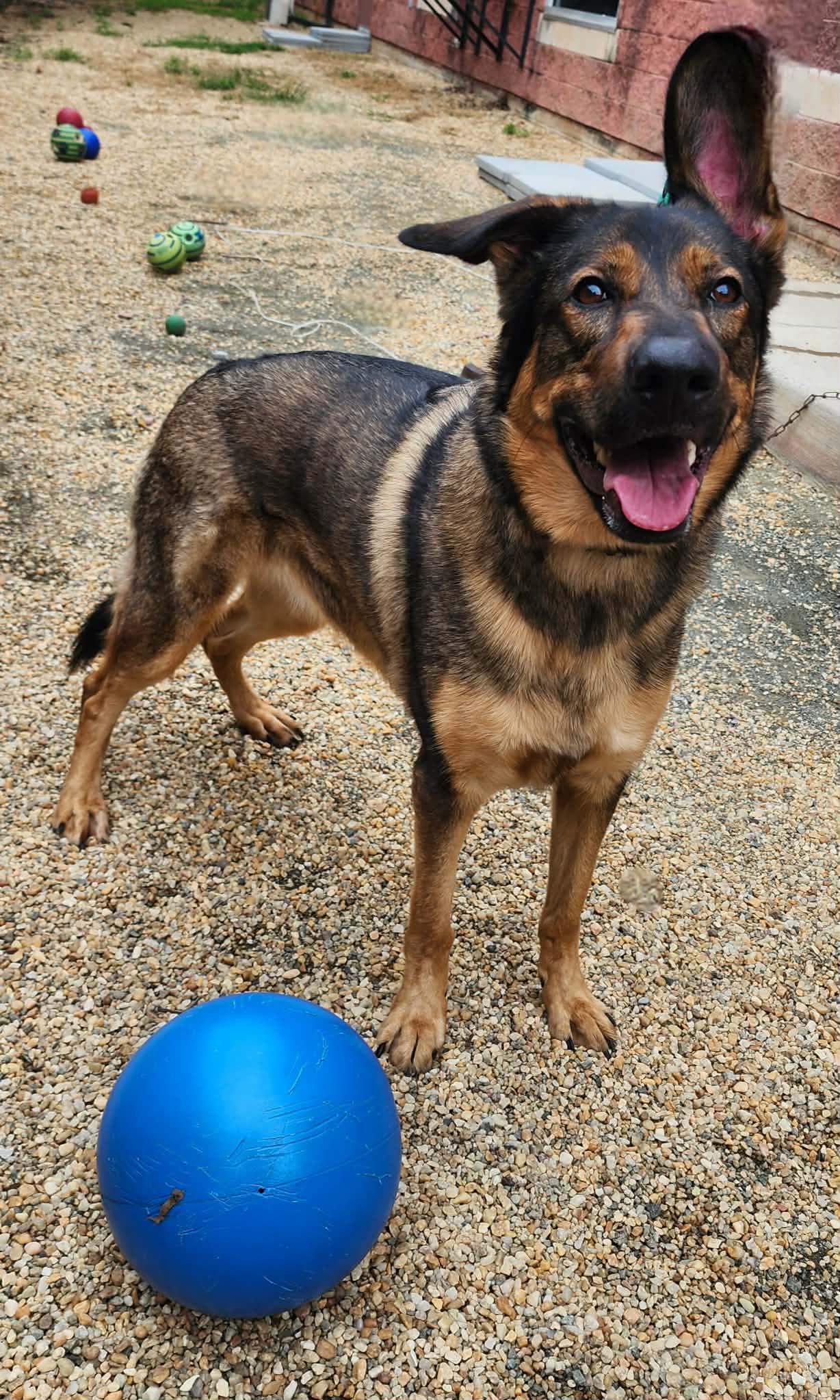 Enlarge ZELDA, a ADOPTABLE mixed breed in Manassas, VA image 2/3