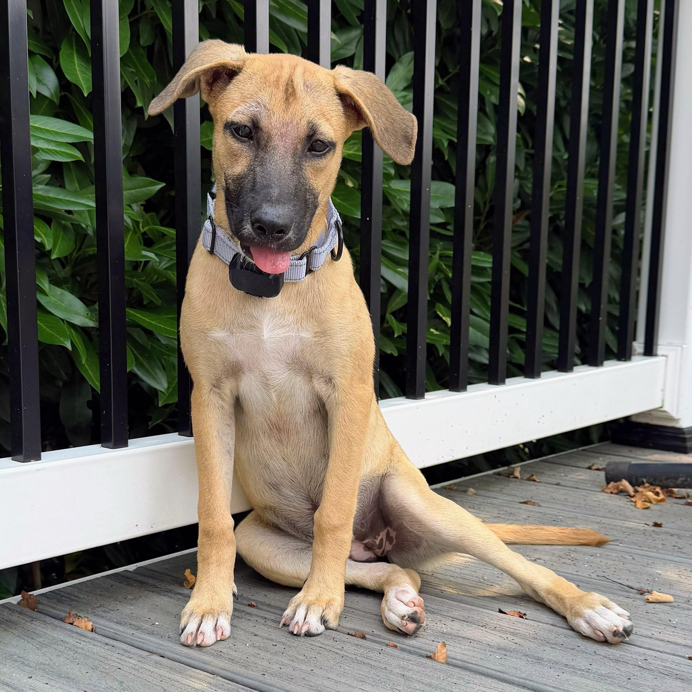 Piper, Adoptable, Puppy Female Shepherd.