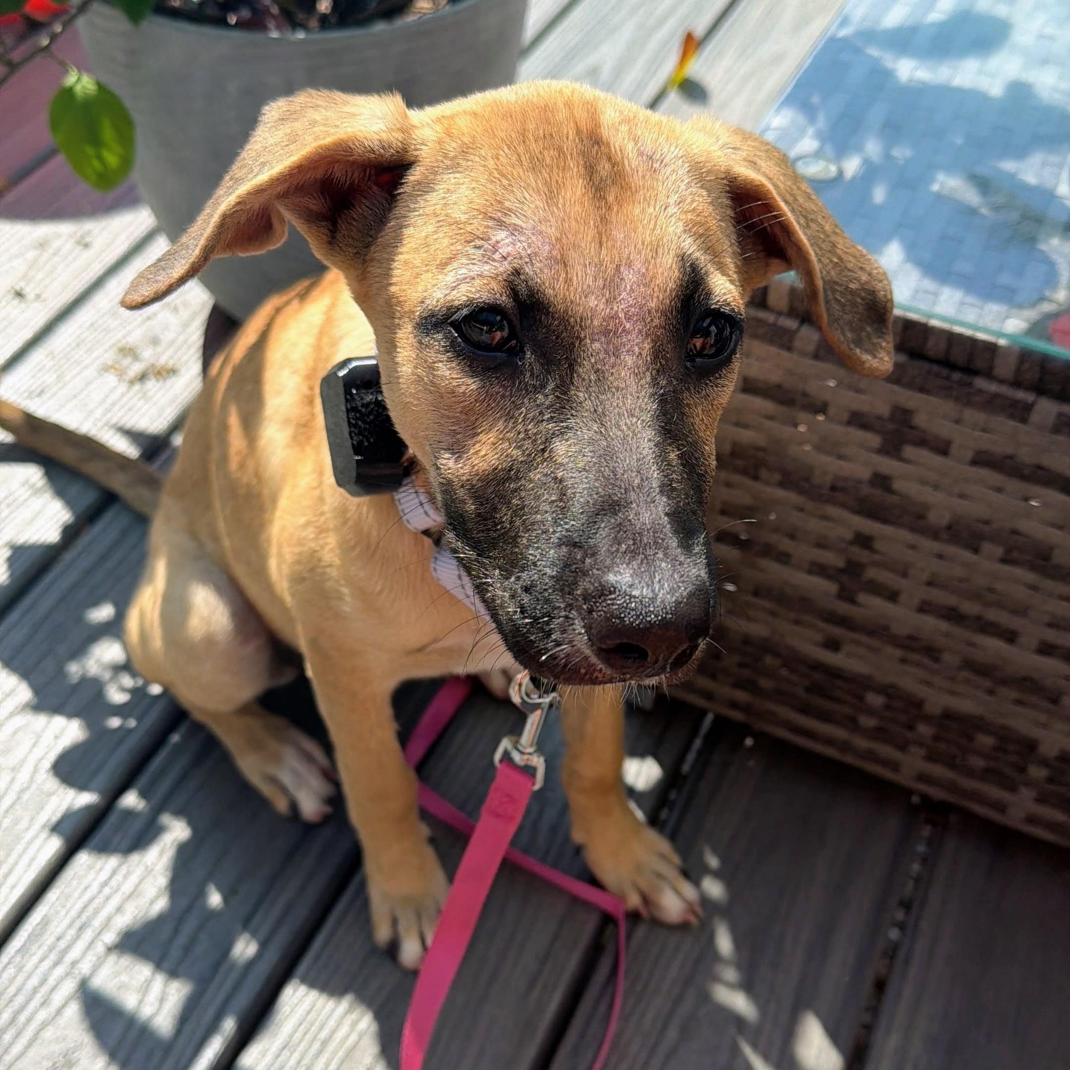 Piper, a Adoptable mixed breed in Baltimore, MD image 2/4