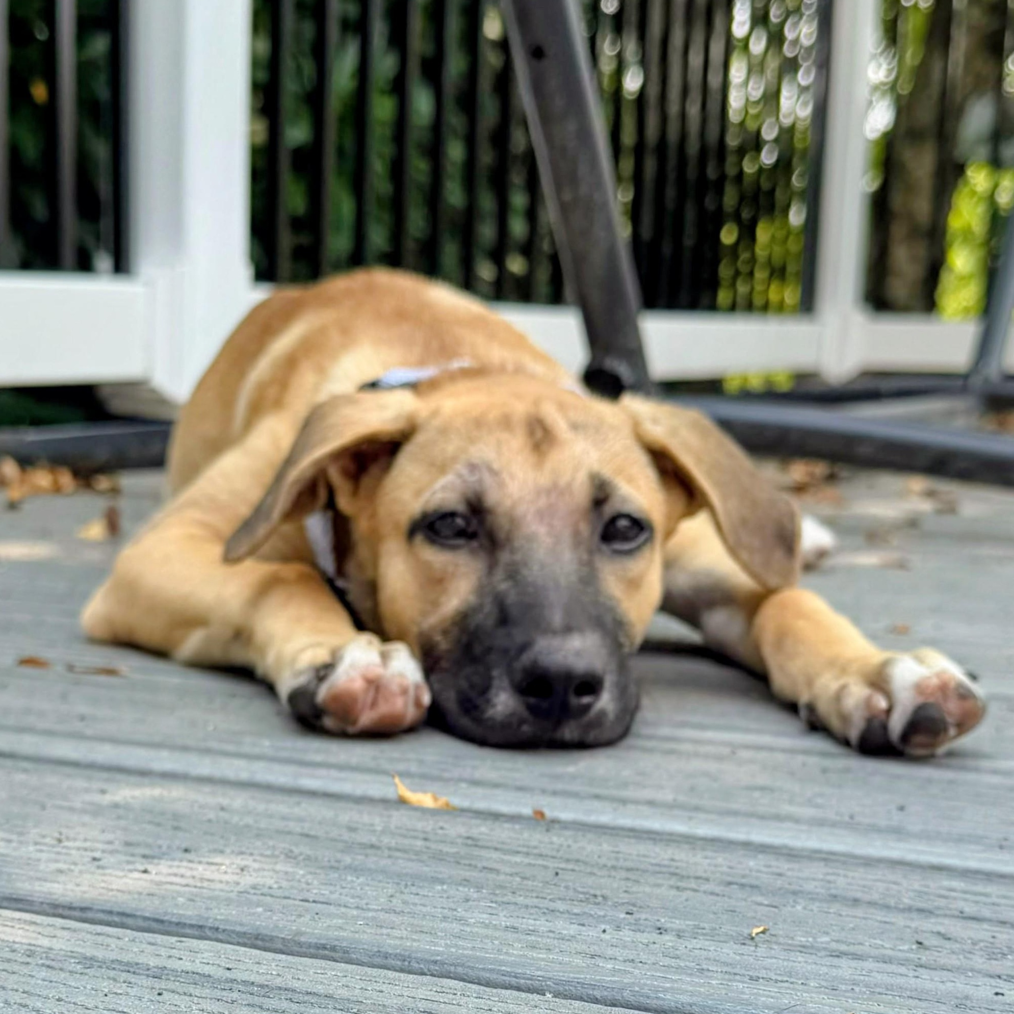 Piper, a Adoptable mixed breed in Baltimore, MD image 4/4