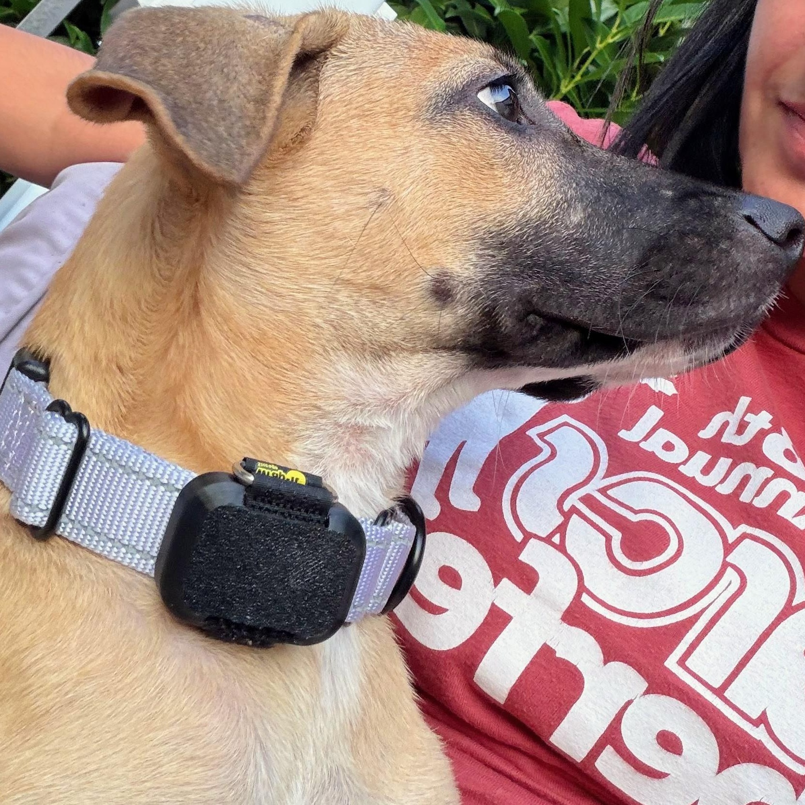 Piper, a Adoptable mixed breed in Baltimore, MD image 3/4