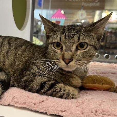 Atlas, Adoptable, Young Male Domestic Short Hair.