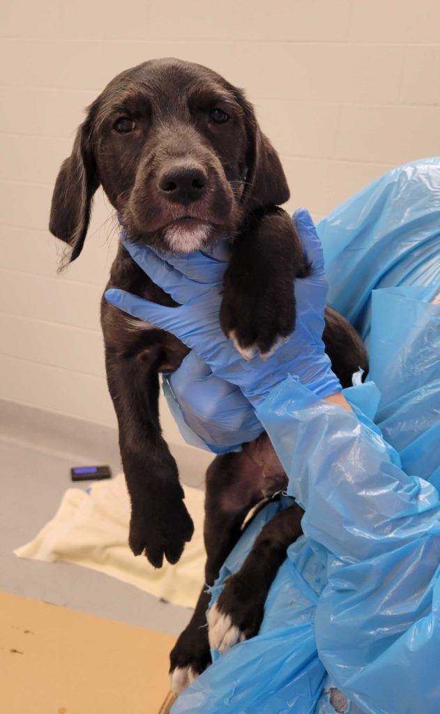 Parallelogram, Adoptable, Puppy Male Mixed Breed.