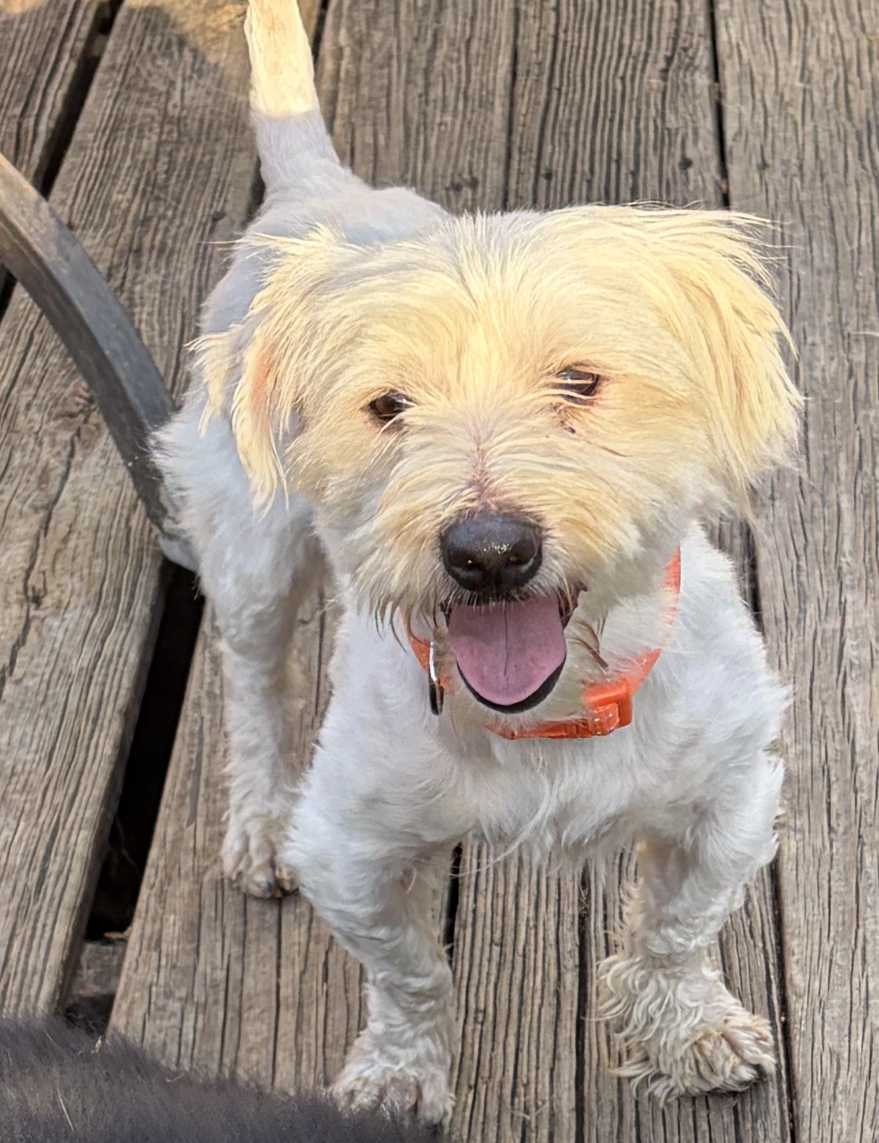 Enlarge Alfie, a Adoptable mixed breed in Davenport, IA image 3/6