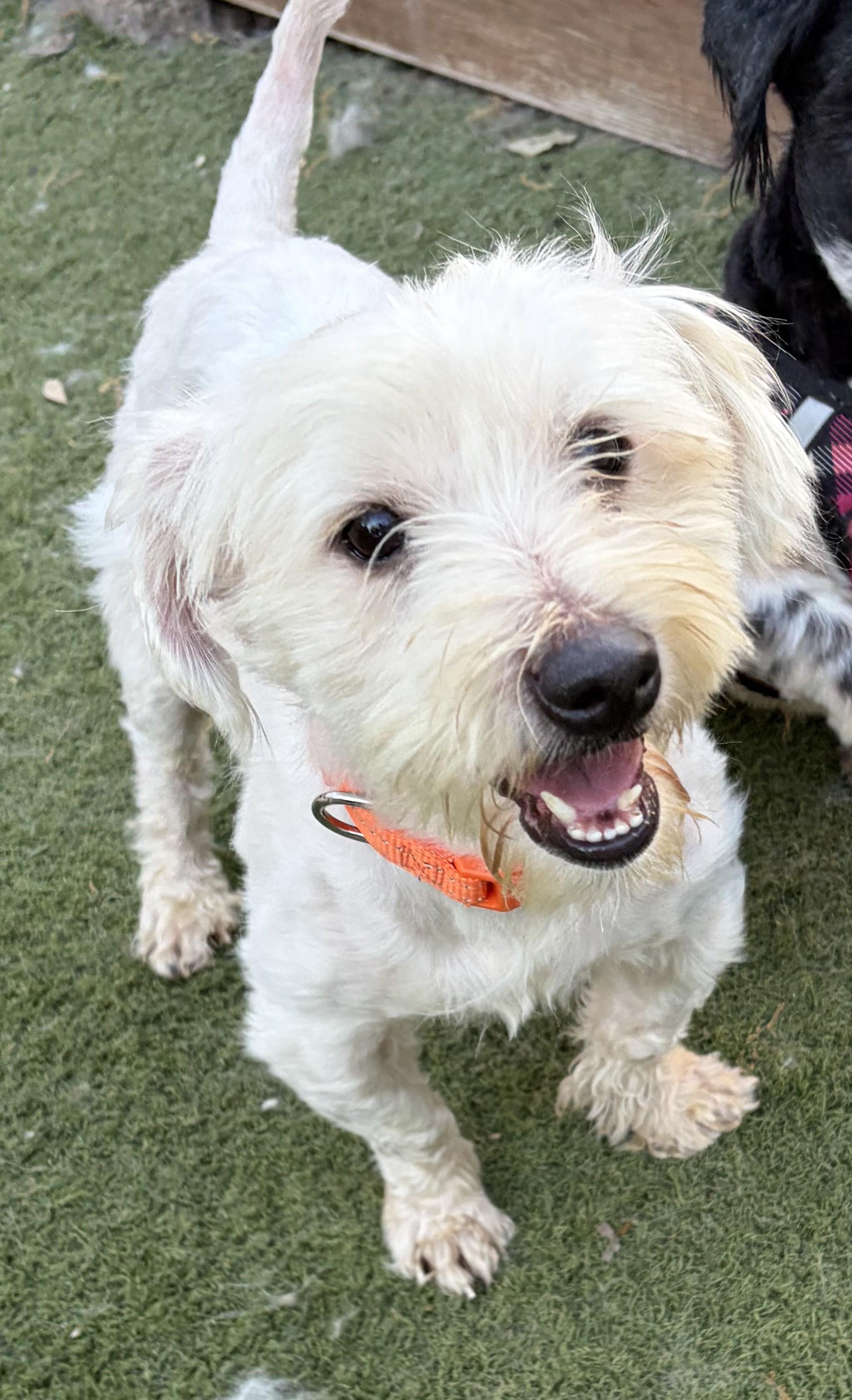 Enlarge Alfie, a Adoptable mixed breed in Davenport, IA image 5/6