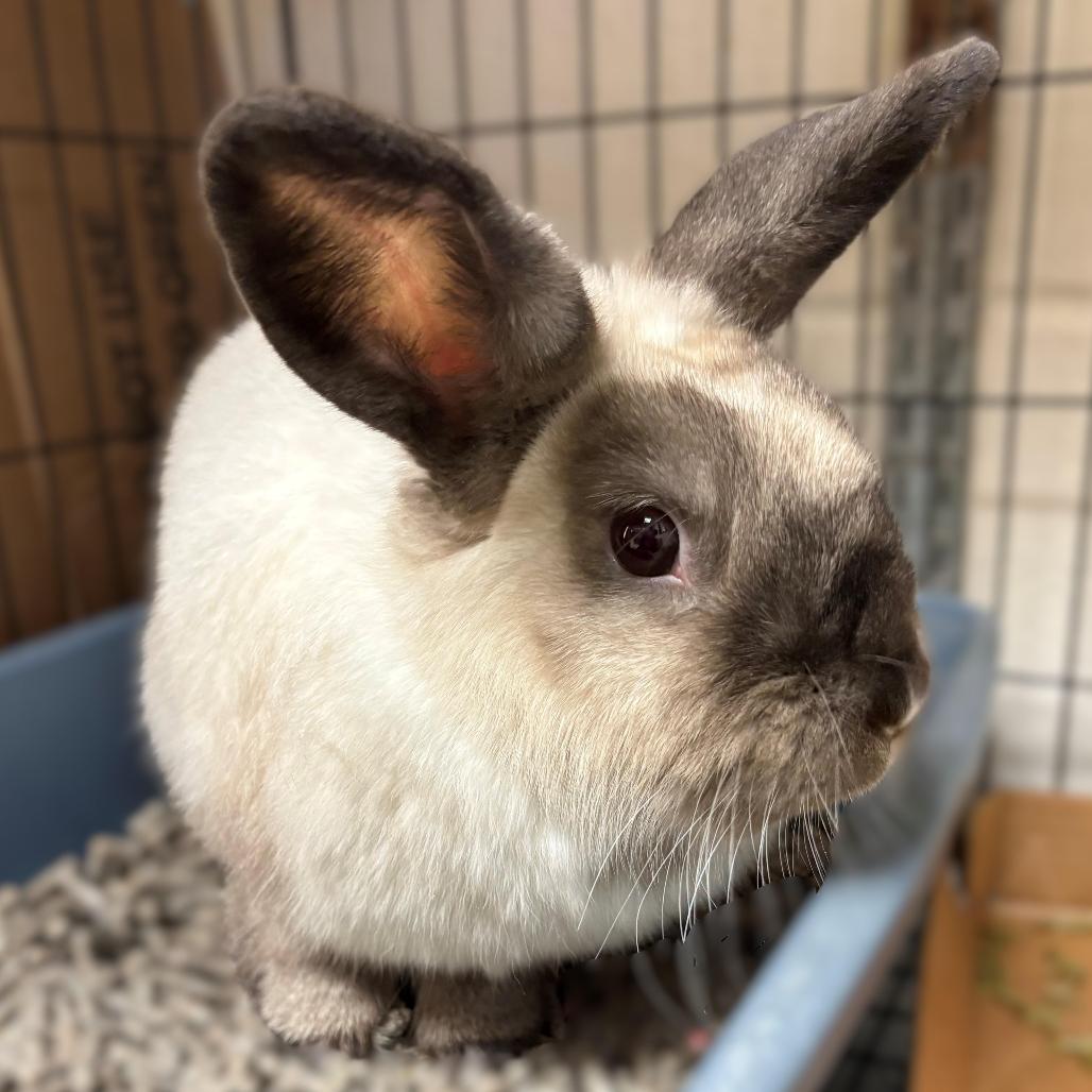 Adora, Adoptable, Adult Female Satin & Bunny Rabbit.