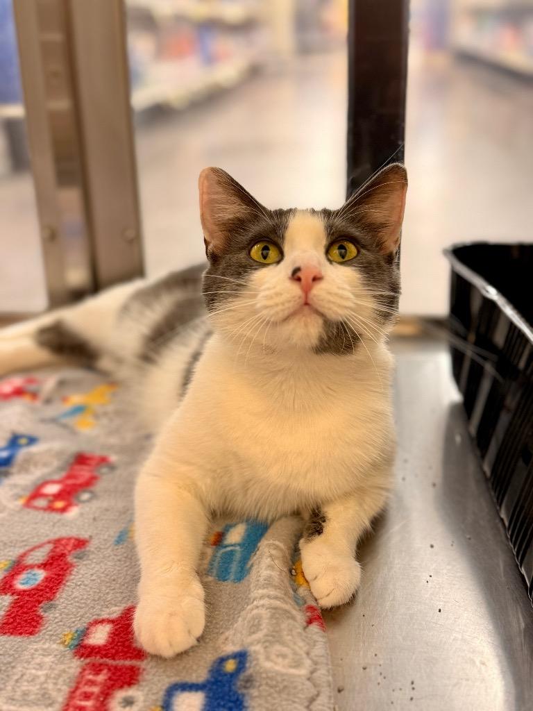 Chevelle, Adoptable, Young Female Domestic Short Hair.