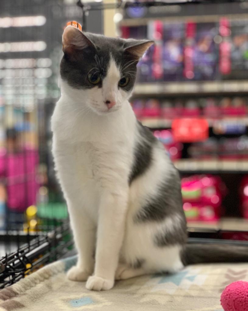 Chevelle, a Adoptable mixed breed in Cumming, GA image 2/5