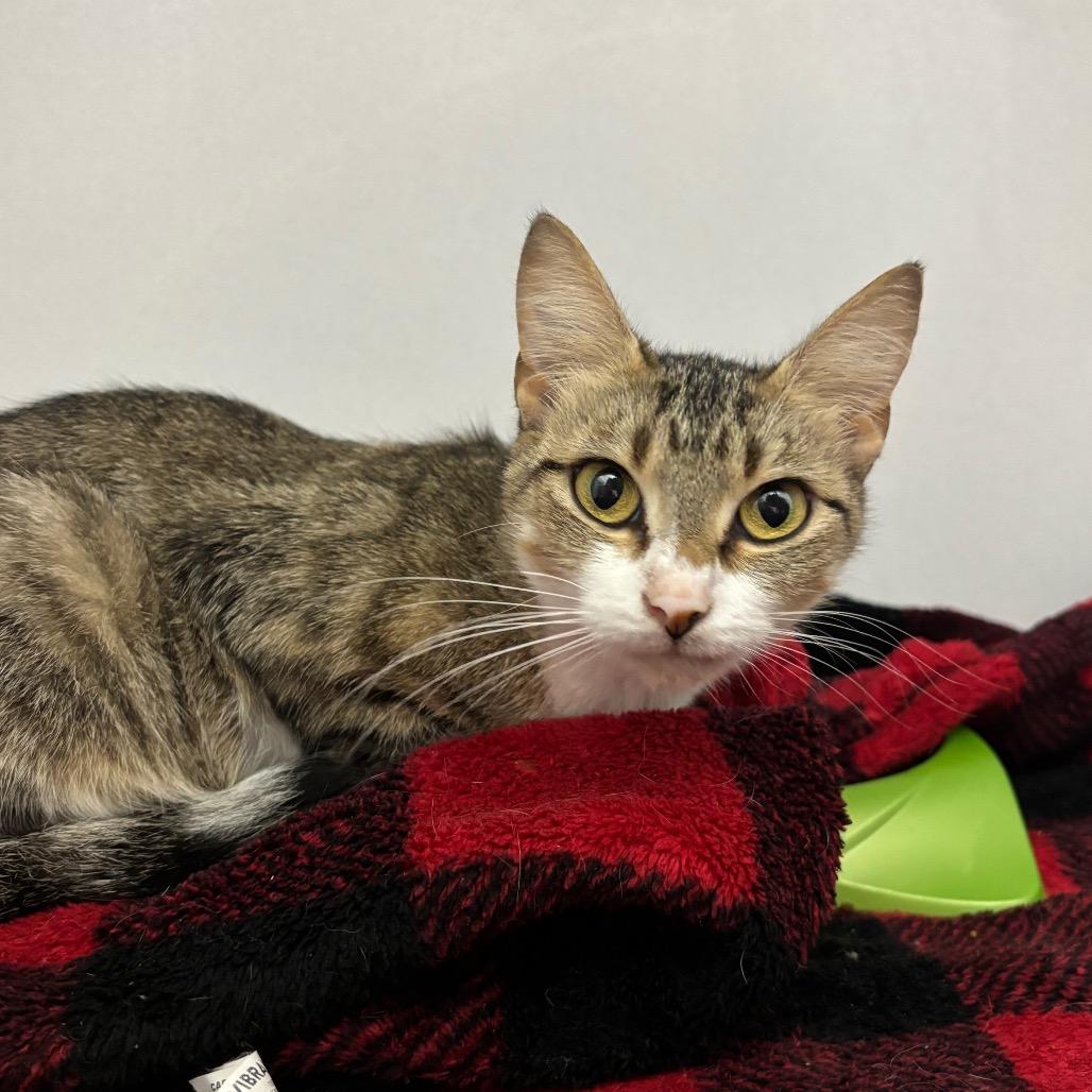 Enlarge Rootie, a Adoptable Domestic Short Hair in Franklin, NC image 1/1