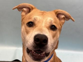 Tucker, a Adoptable mixed breed in Woodbury, MN image 1/2