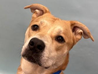 Tucker, a Adoptable mixed breed in Woodbury, MN image 2/2
