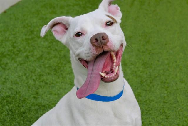KODAK, Adoptable, Adult Male Pit Bull Terrier.