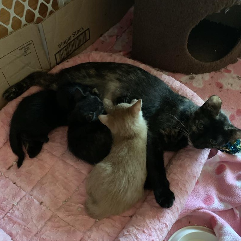 Maggie, a Adoptable Tortoiseshell in Hawley, PA image 6/6