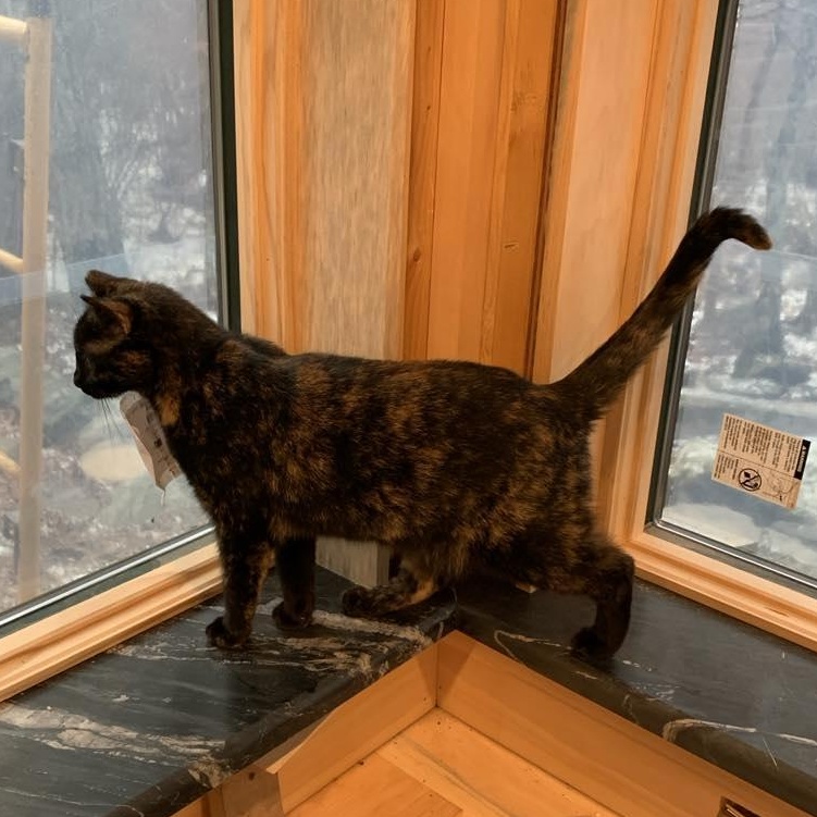 Maggie, a Adoptable Tortoiseshell in Hawley, PA image 5/6