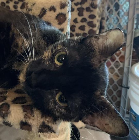 Maggie, a Adoptable Tortoiseshell in Hawley, PA image 3/6