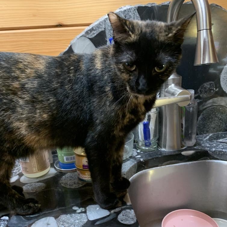 Maggie, a Adoptable Tortoiseshell in Hawley, PA image 4/6