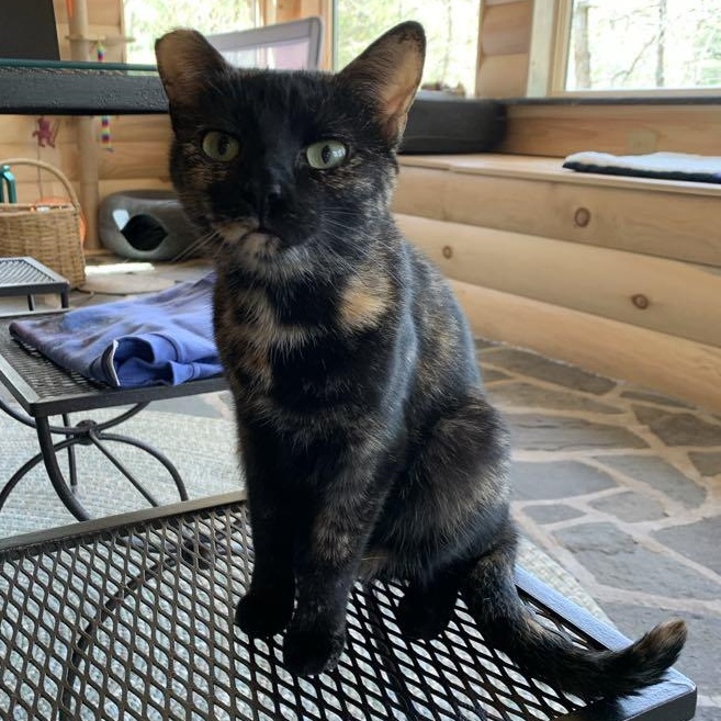 Maggie, Adoptable, Young Female Tortoiseshell.