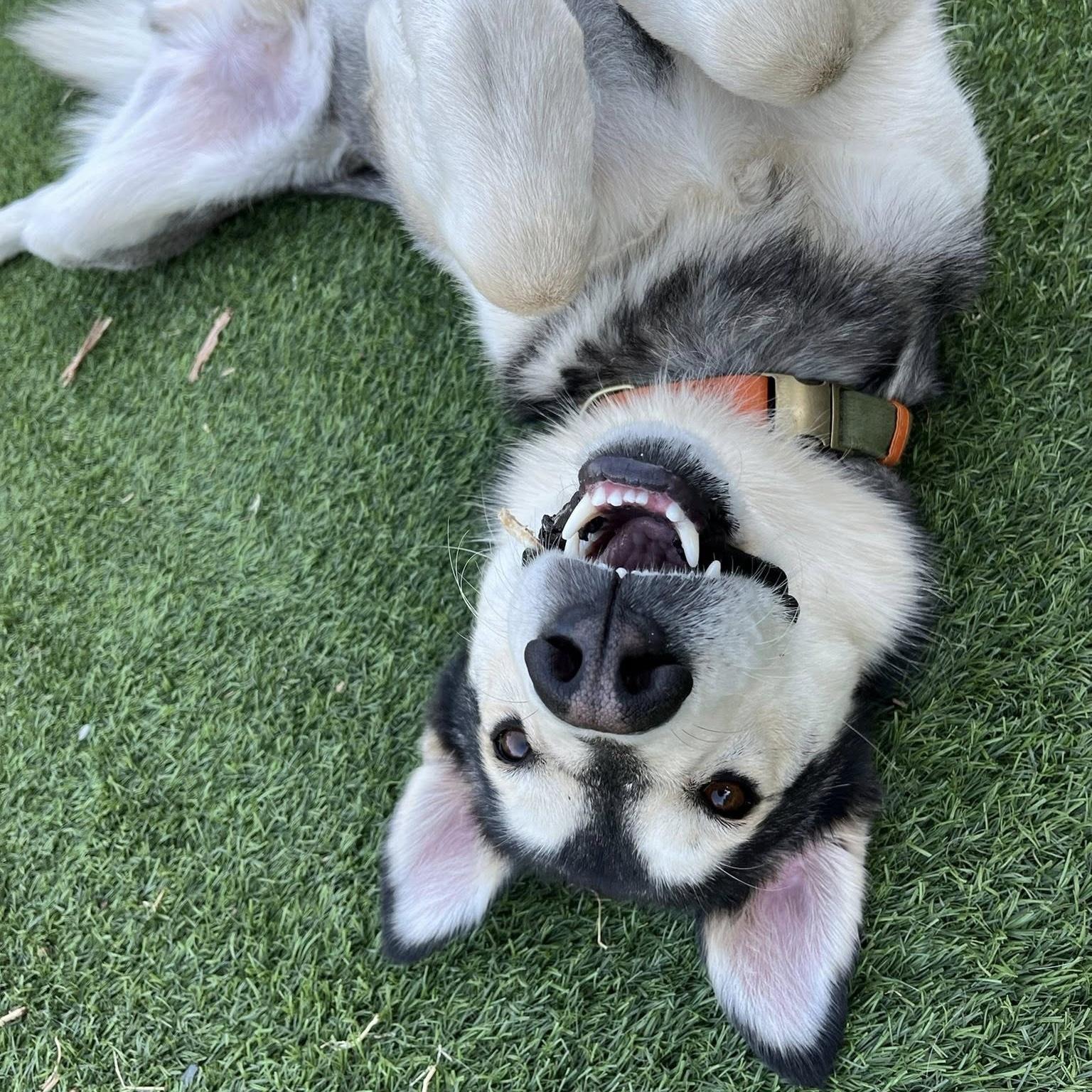 Enlarge 'Dash' (Shepsky Nerd), a Adopted mixed breed in Oakland, CA image 4/6