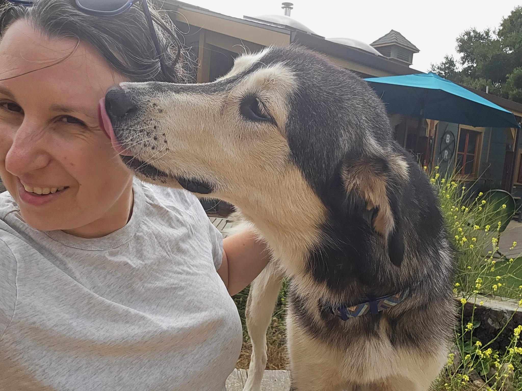 Enlarge 'Dash' (Shepsky Nerd), a Adopted mixed breed in Oakland, CA image 3/6