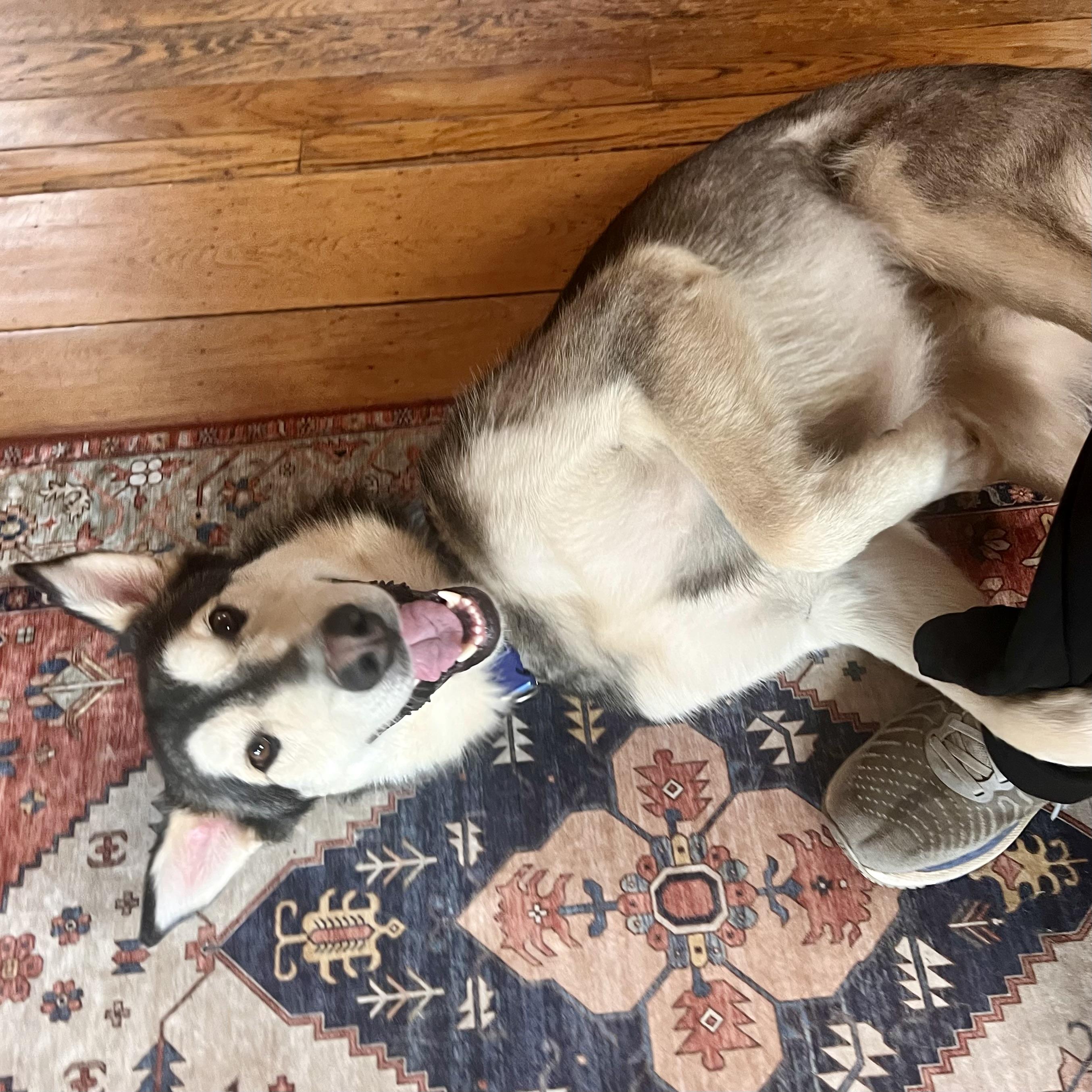 Enlarge 'Dash' (Shepsky Nerd), a Adopted mixed breed in Oakland, CA image 1/6