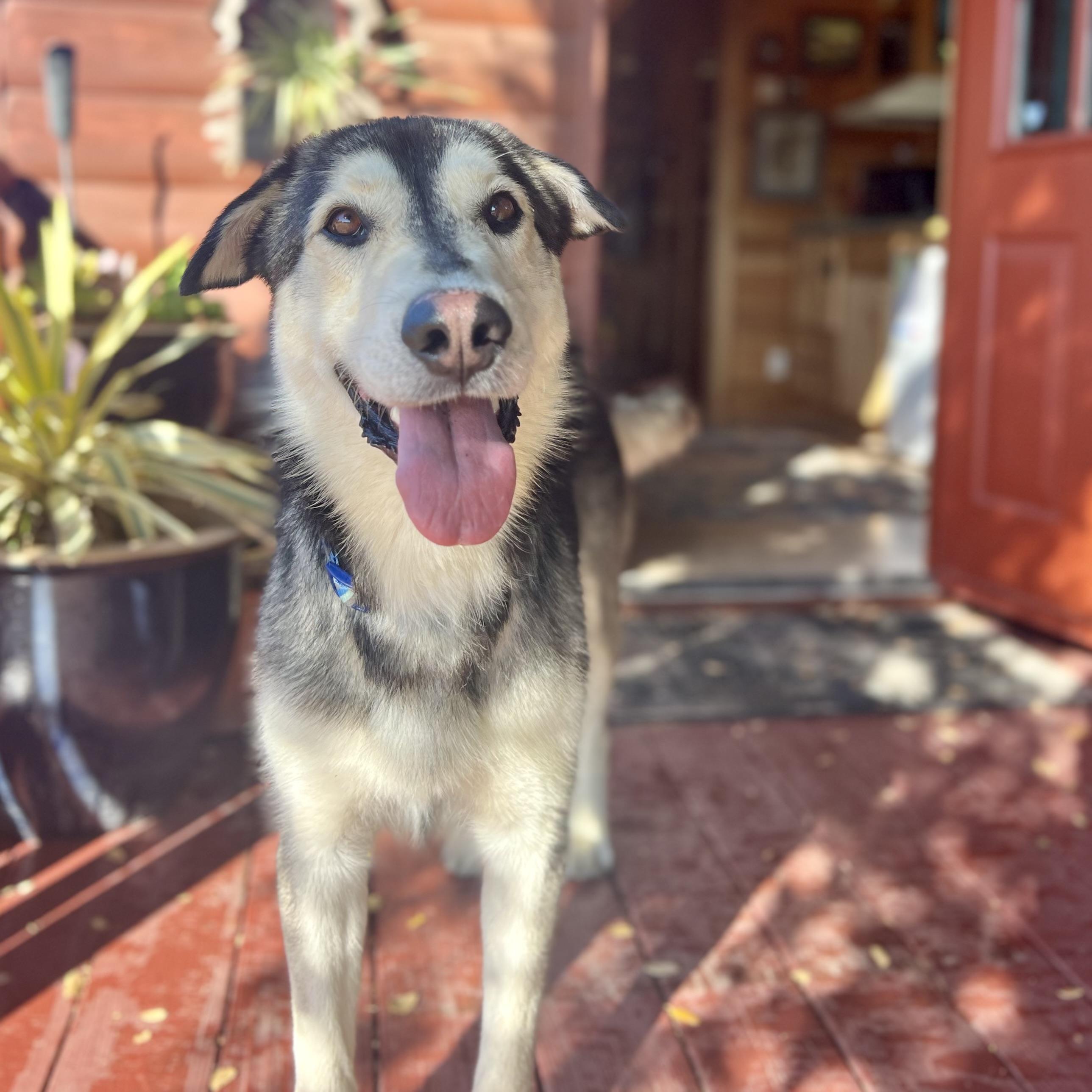 Enlarge 'Dash' (Shepsky Nerd), a Adopted mixed breed in Oakland, CA image 6/6