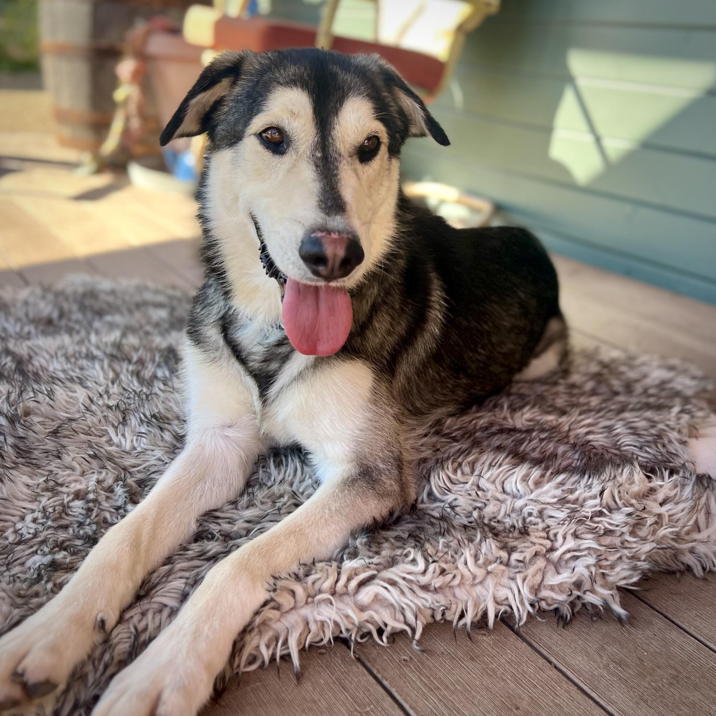 Enlarge 'Dash' (Shepsky Nerd), a Adopted mixed breed in Oakland, CA image 2/6