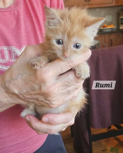 Enlarge Rumi, an adopted Domestic Short Hair in Bishop, GA image 2/2