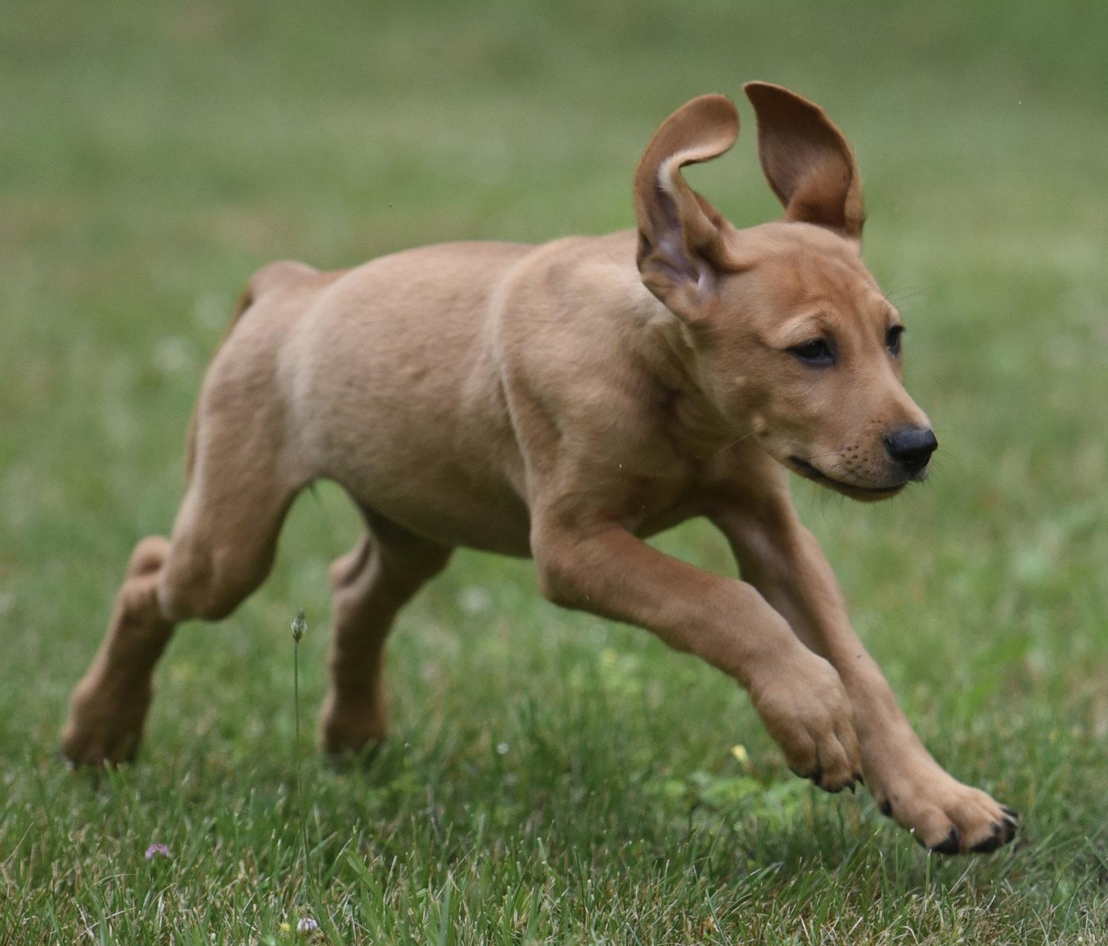 Natalia, Adoptable, Puppy Female Labrador Retriever & Hound.