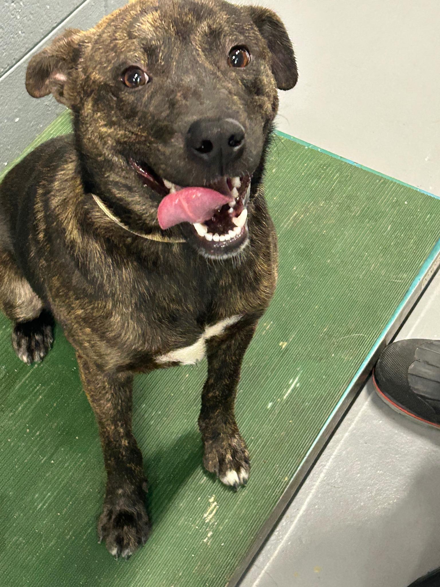 Enlarge Arc #881, a ADOPTABLE mixed breed in Prichard, AL image 1/1