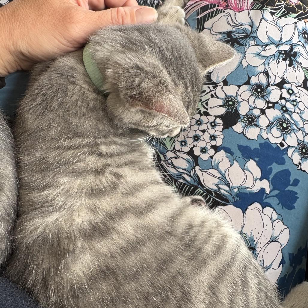 Teal, a Adoptable Domestic Short Hair in Spokane, WA image 1/4