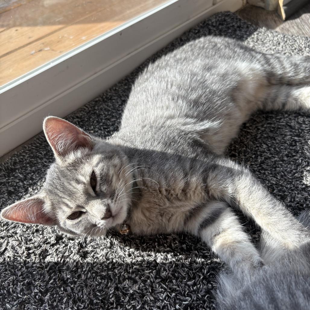 Teal, a Adoptable Domestic Short Hair in Spokane, WA image 2/4