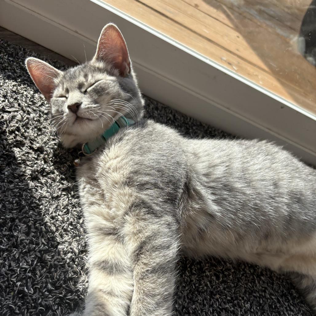 Teal, a Adoptable Domestic Short Hair in Spokane, WA image 3/4