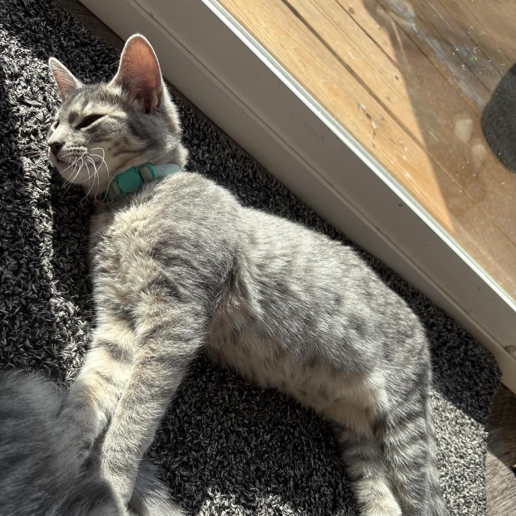 Teal, a Adoptable Domestic Short Hair in Spokane, WA image 4/4