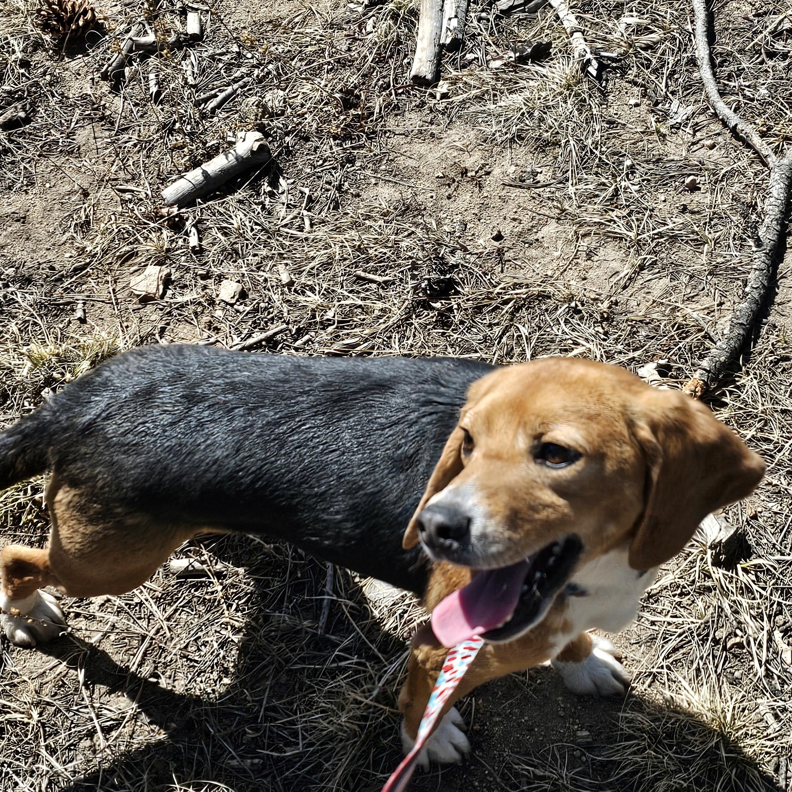 Enlarge Catnip, an adopted Beagle in Bellvue, CO image 6/6