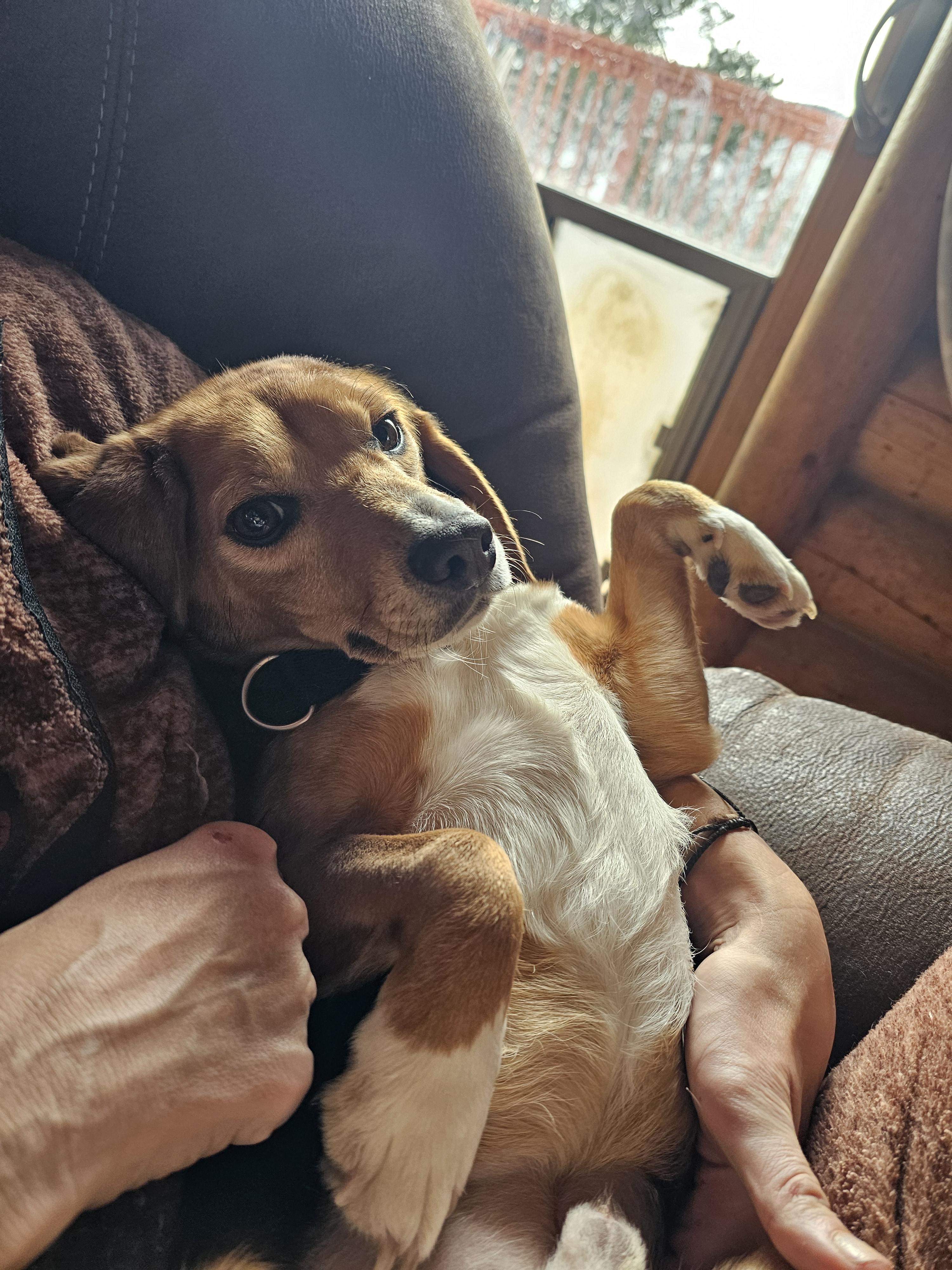 Catnip, adoptable, Young Male Beagle.