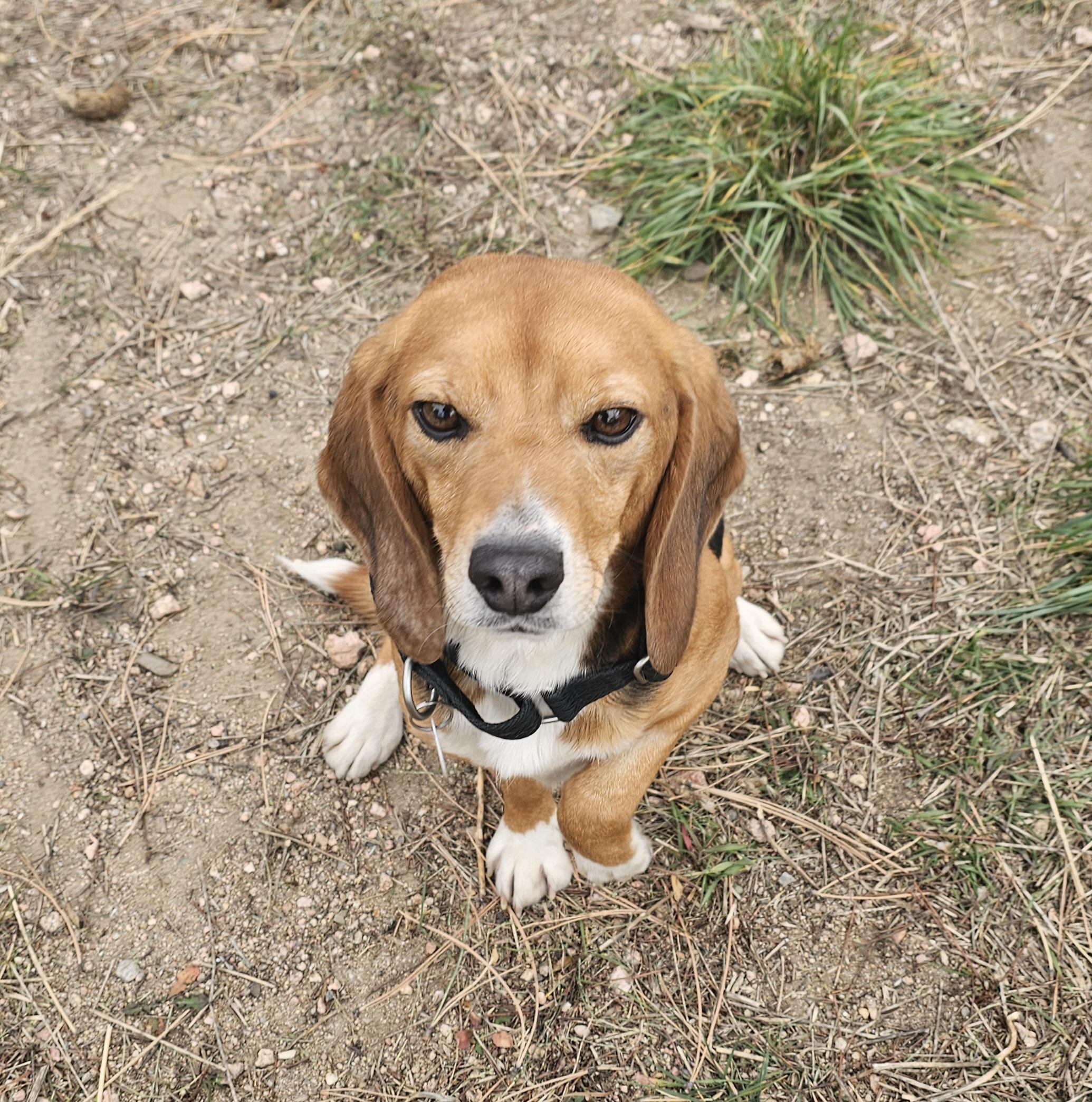 Enlarge Catnip, an adoptable Beagle in Bellvue, CO image 3/5