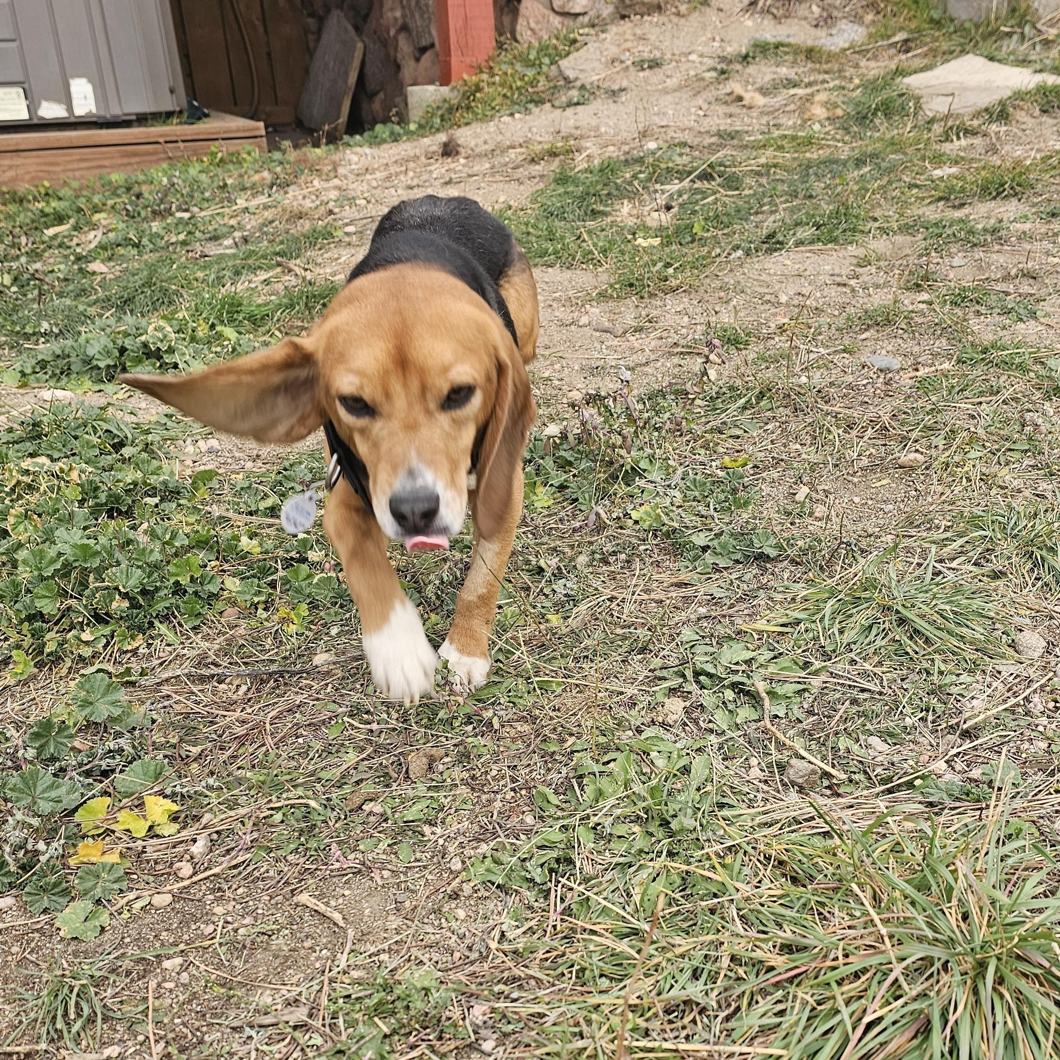 Enlarge Catnip, an adoptable Beagle in Bellvue, CO image 4/5