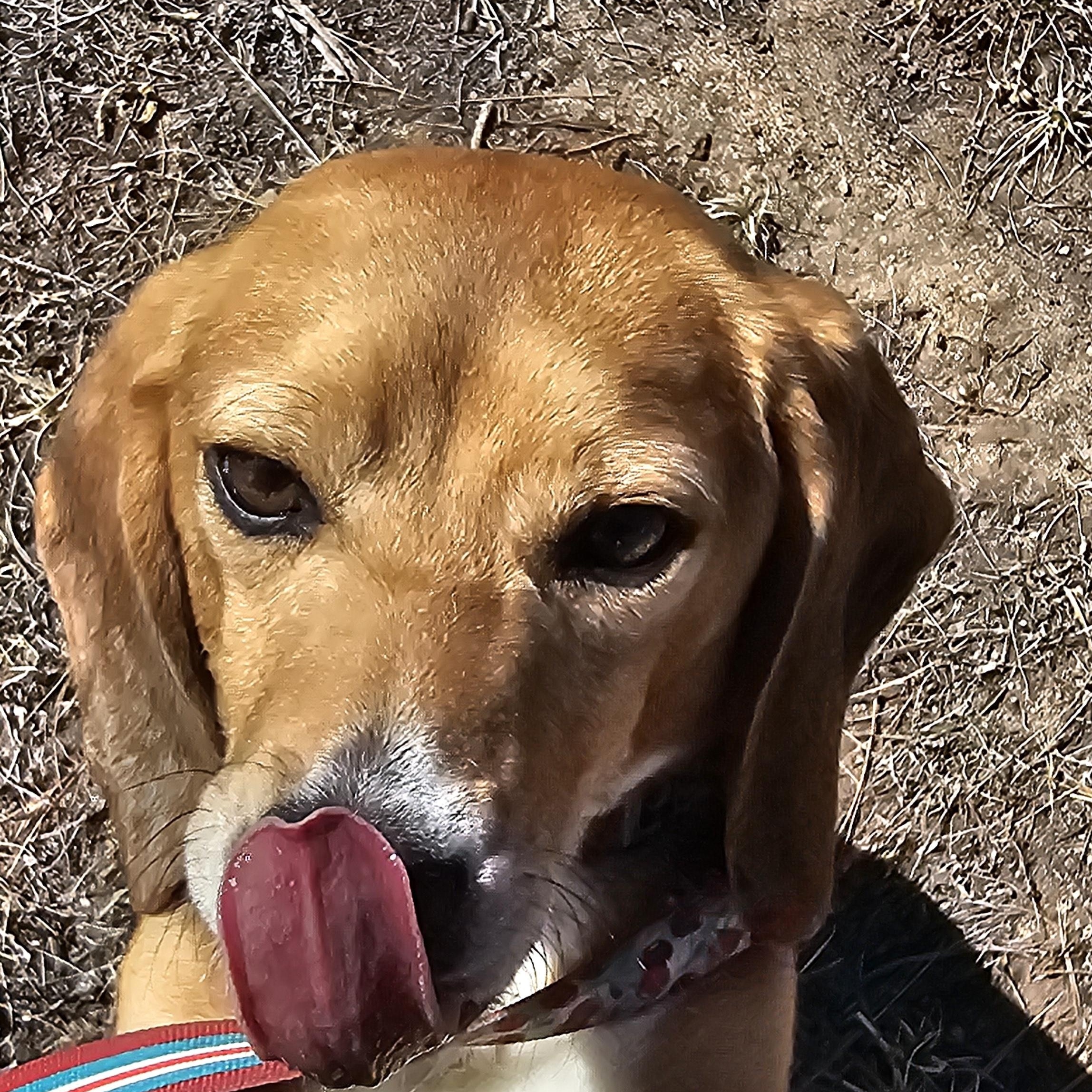 Enlarge Catnip, an adopted Beagle in Bellvue, CO image 5/6