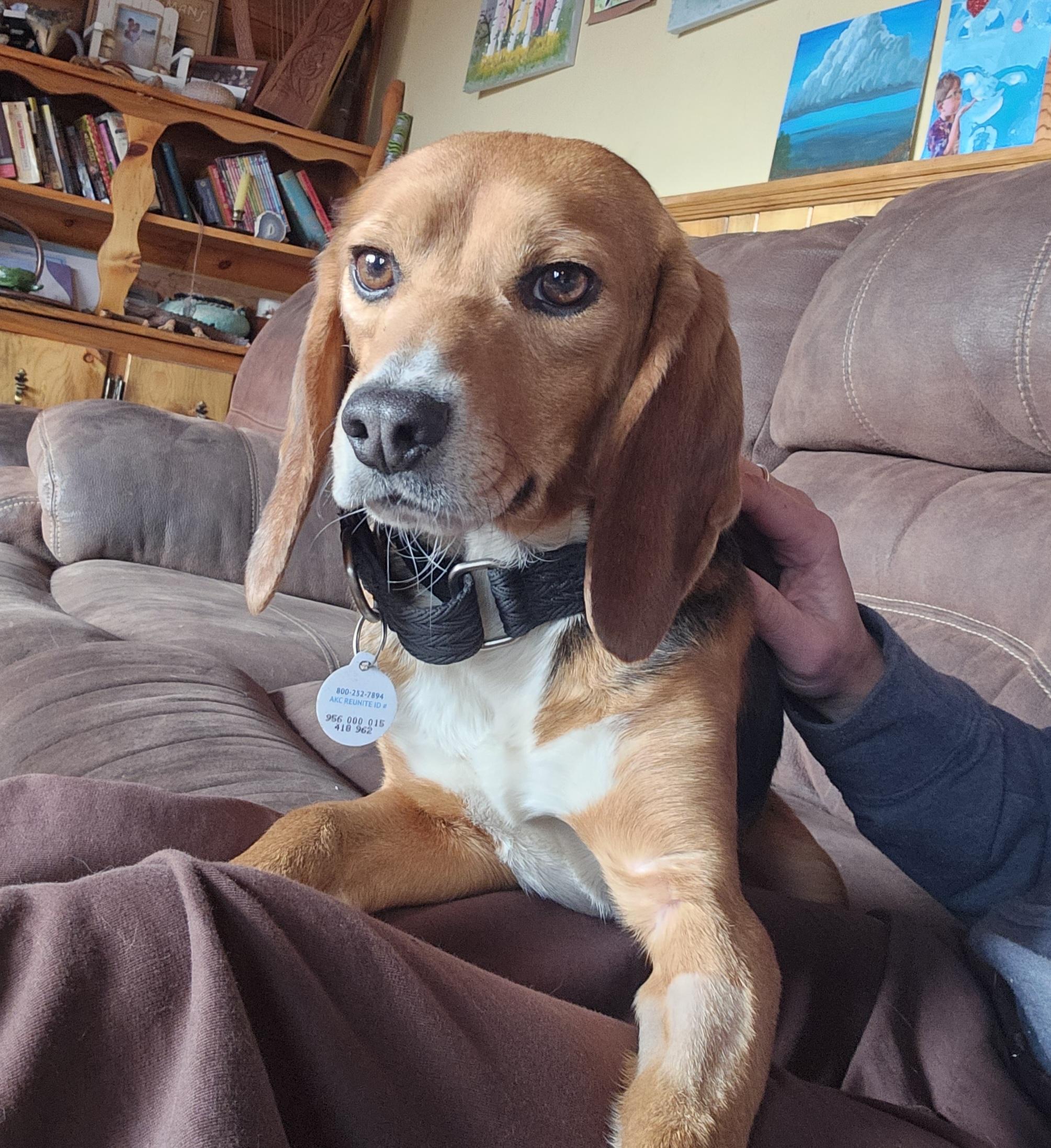 Enlarge Catnip, an adoptable Beagle in Bellvue, CO image 2/5