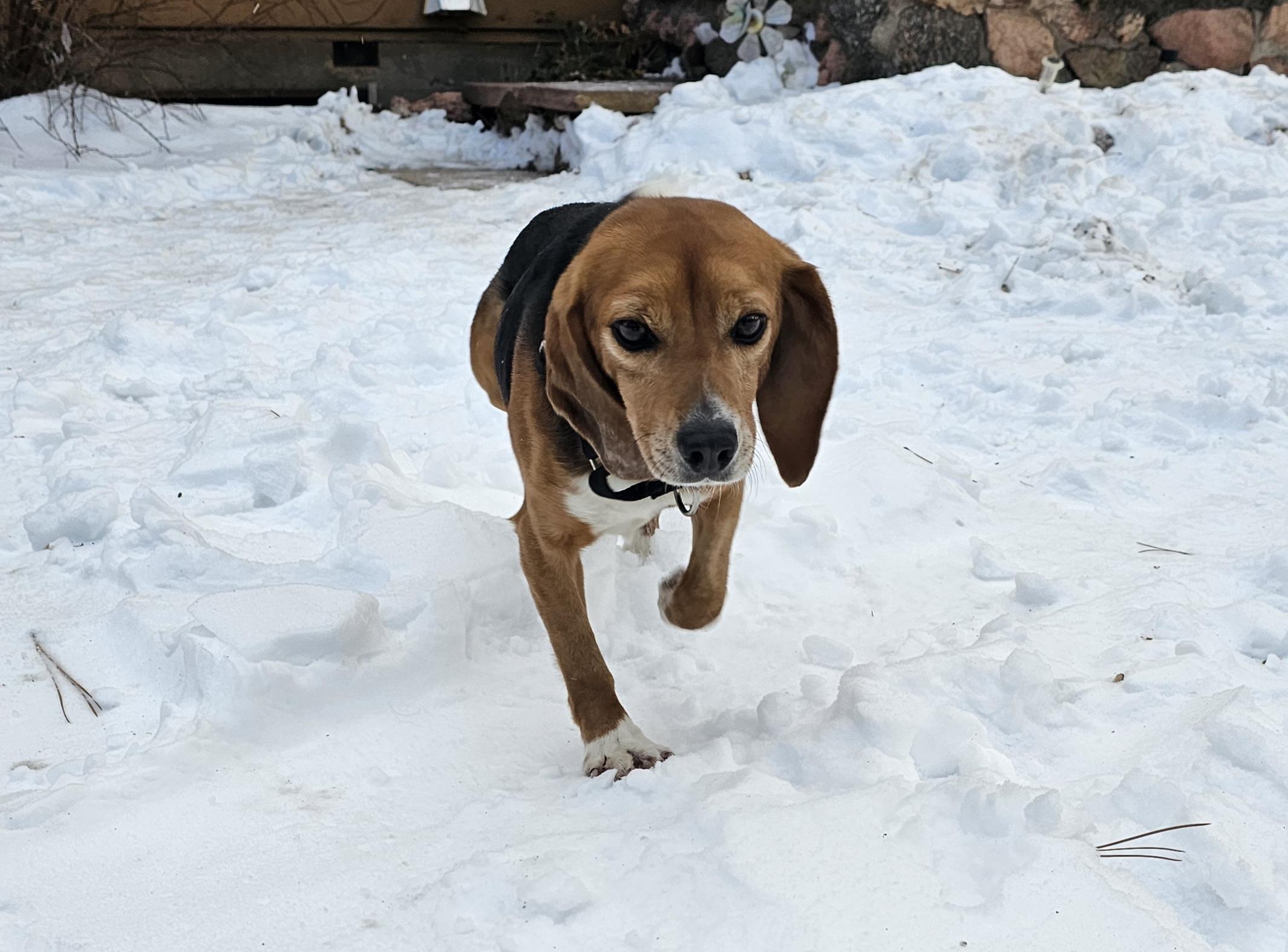 Enlarge Catnip, an adoptable Beagle in Bellvue, CO image 5/5