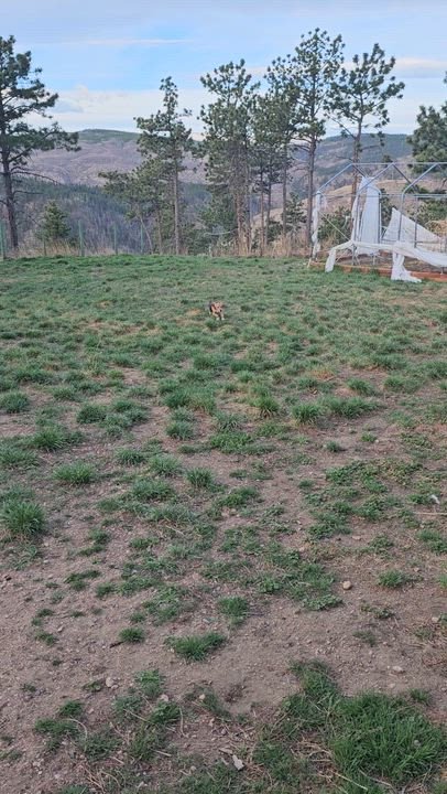 Enlarge Catnip, an adopted Beagle in Bellvue, CO video 4/6