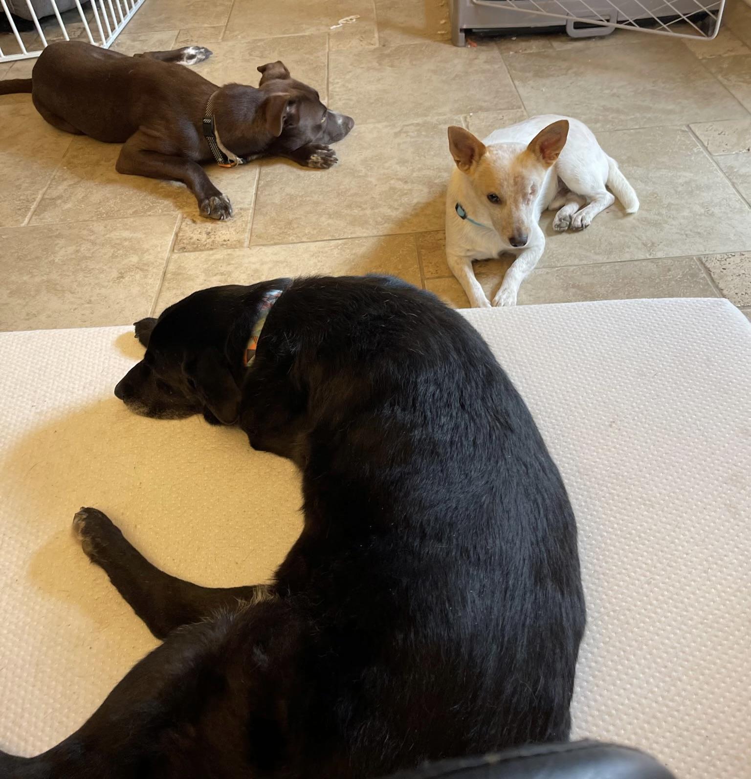 Willie, a ADOPTABLE Mixed Breed in Bowdoin, ME image 4/5