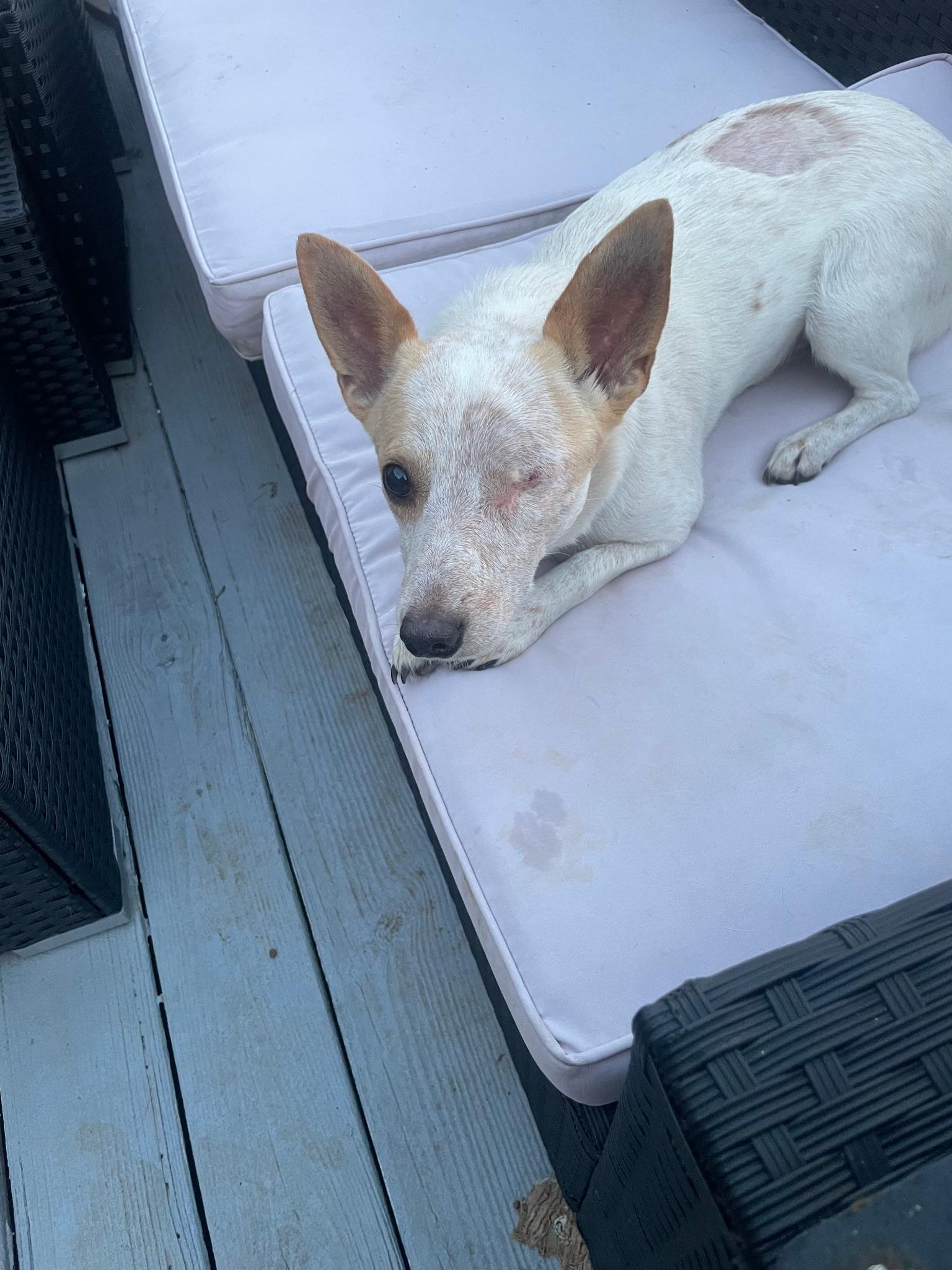 Willie, a ADOPTABLE Mixed Breed in Bowdoin, ME image 3/5