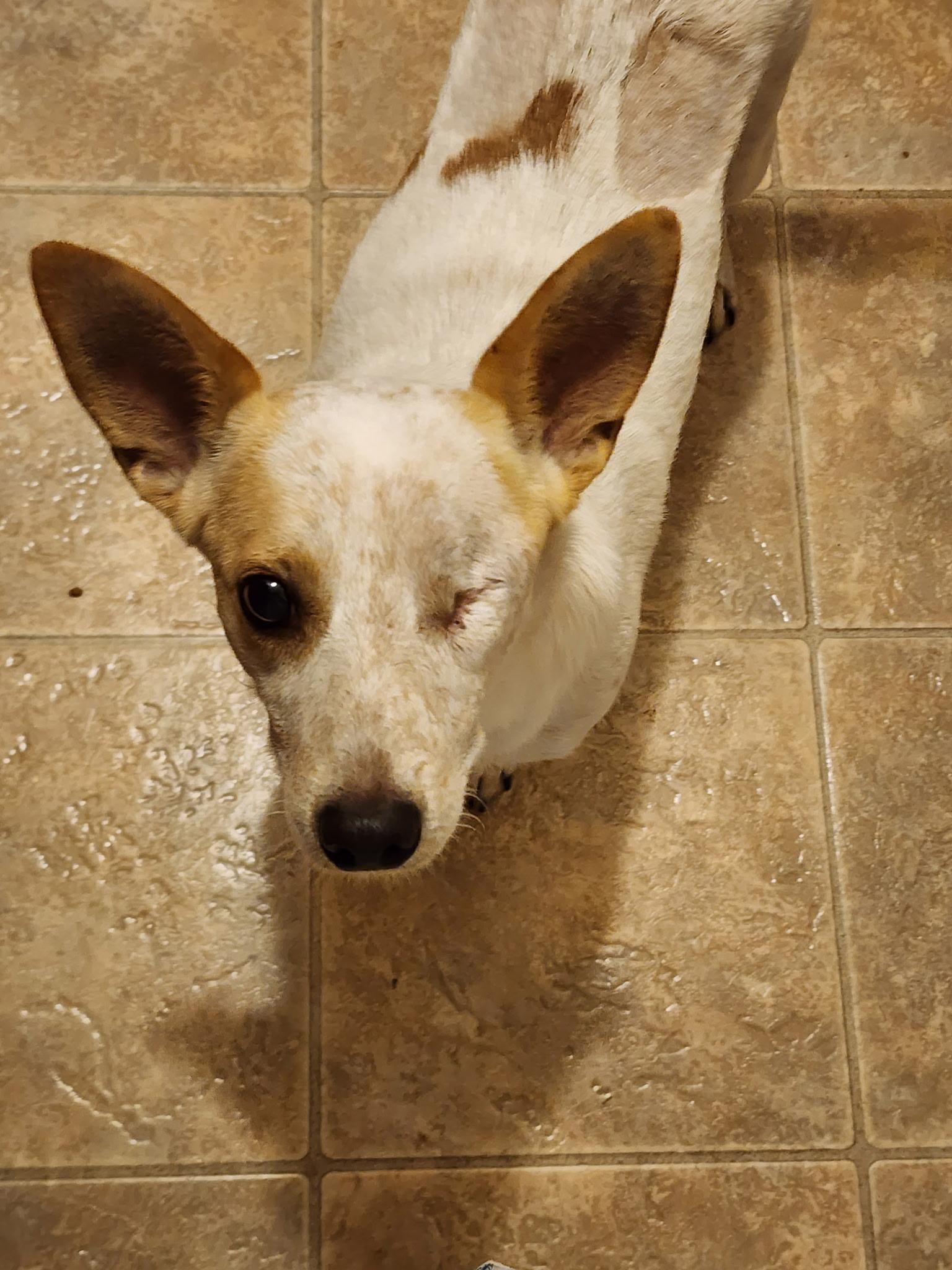 Willie, a ADOPTABLE Mixed Breed in Bowdoin, ME image 1/5