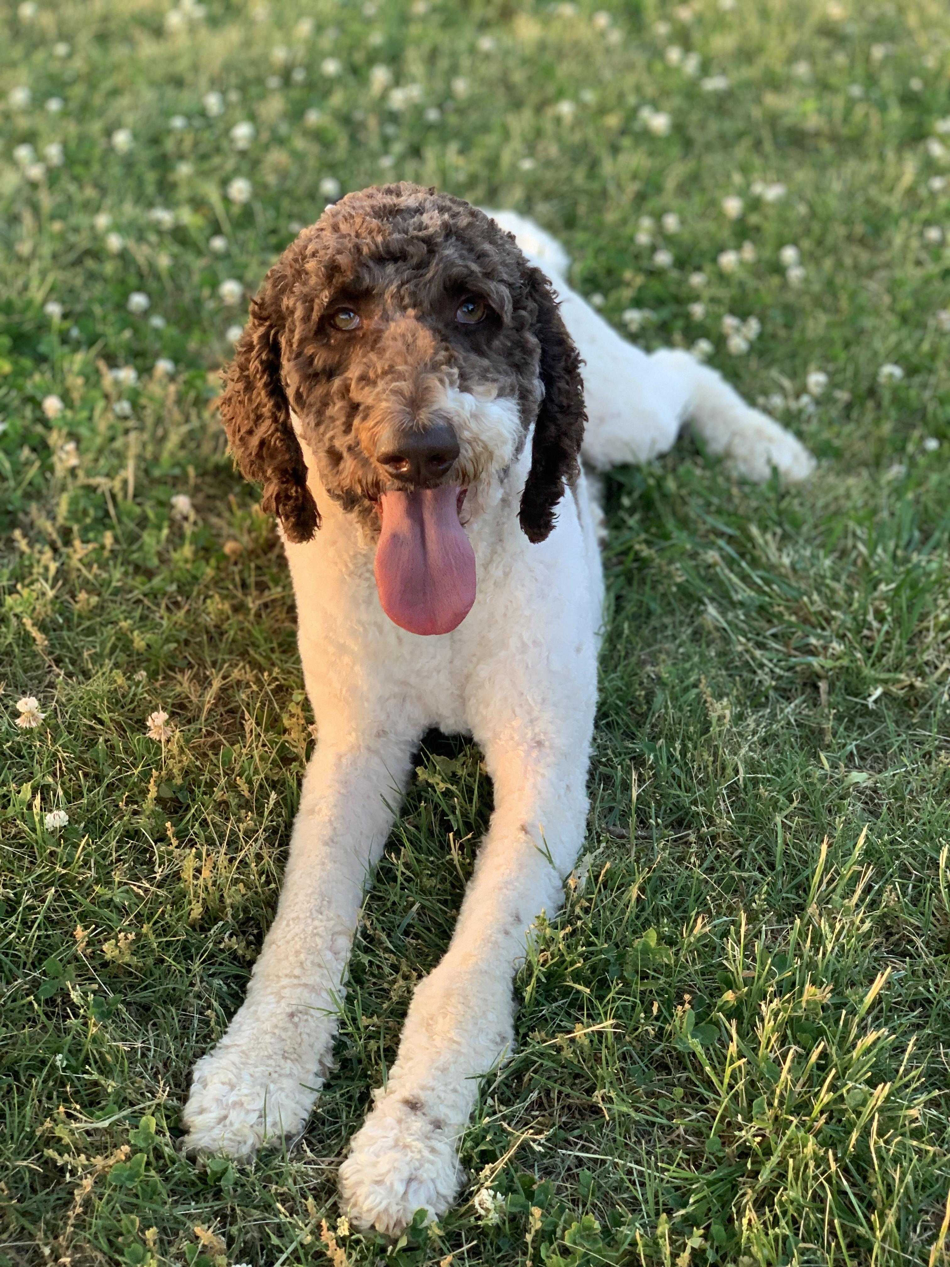 Willow, adopted, Adult Female Goldendoodle & Labradoodle.
